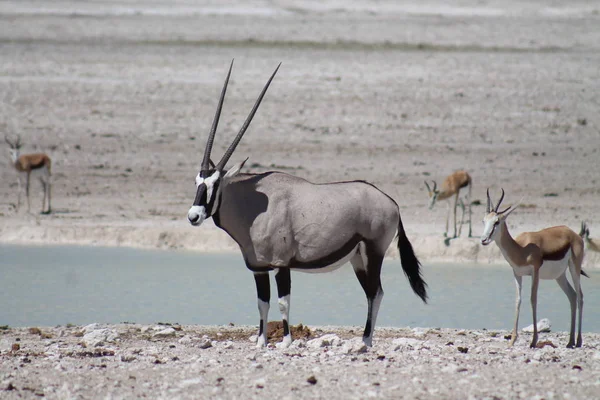 Oryx Antelope Animal Selvagem Fauna Natureza — Fotografia de Stock