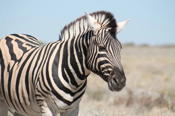 Poušť Namibii Afrika — Stock fotografie