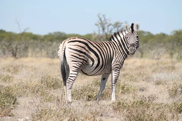 Désert Namibie Afrique — Photo