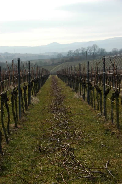 Vinhas Plantas Agrícolas Rurais — Fotografia de Stock