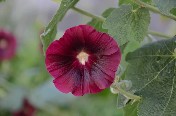 Mooi Botanisch Schot Natuurlijk Behang — Stockfoto