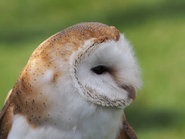 フクロウと光の羽 — ストック写真