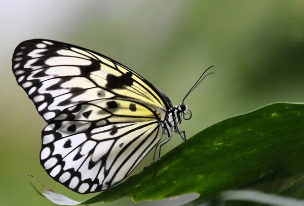 Primer Plano Mariposa Hábitat Concepto Salvajismo — Foto de Stock