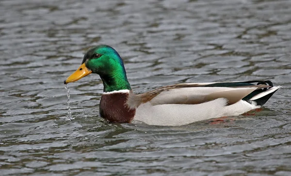 Zicht Prachtige Vogel Natuur — Stockfoto