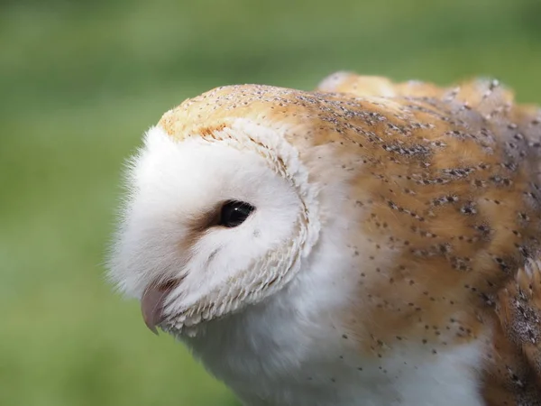 Gatuuggla Lätta Fjädrar — Stockfoto