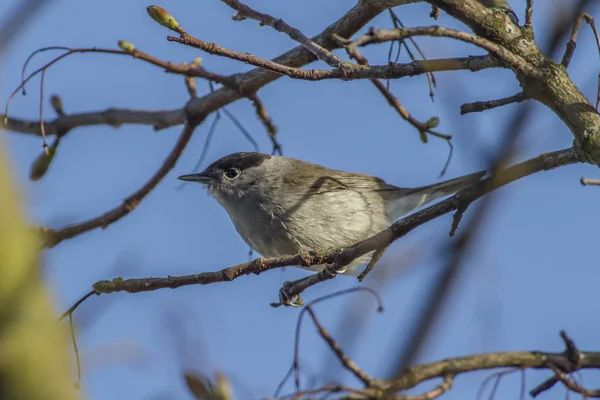 Blackcap Assis Sur Une Branche — Photo