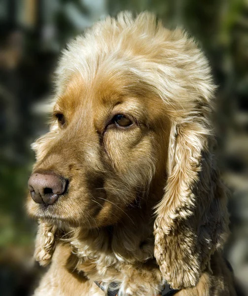 Retrato Cão Bonito — Fotografia de Stock