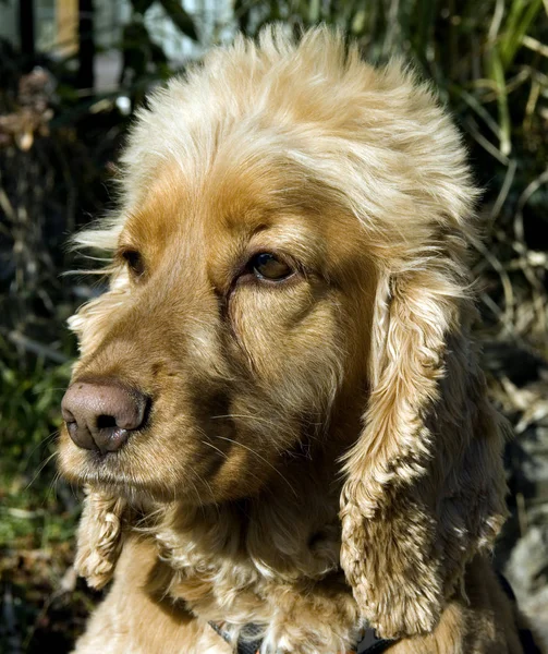 Portret Van Een Schattige Hond — Stockfoto