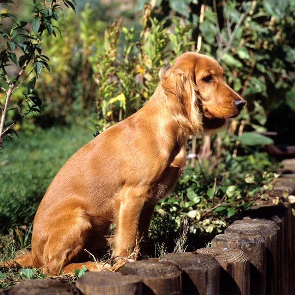 Hond Rhodesian Ridgeback Het Park — Stockfoto