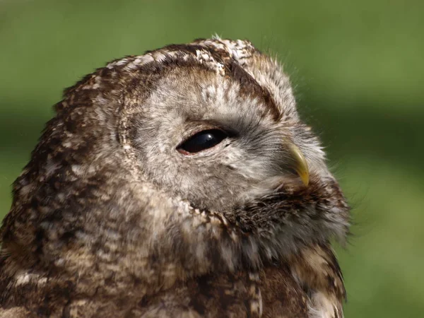 Gros Plan Chouette Mignonne Nature Sauvage — Photo