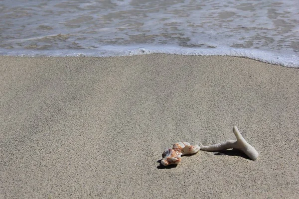 Conchiglie Coralli Sulla Spiaggia Sabbia Bianca Gili Trawangan Indonesia — Foto Stock