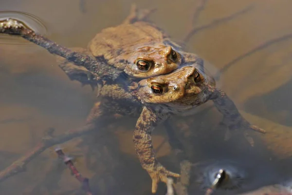 水の中で交尾するヒキガエル — ストック写真