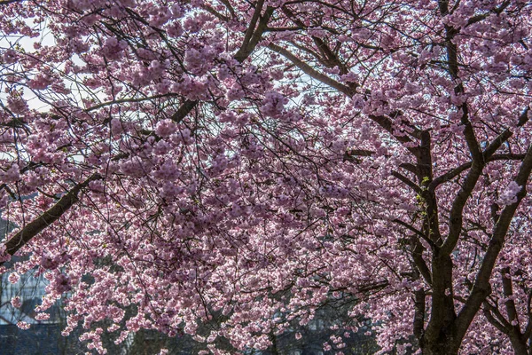 枝条上的花 — 图库照片