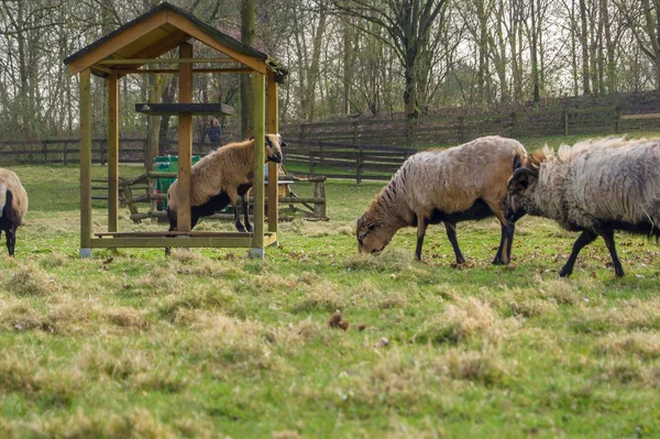 Deux Moutons Dans Champ — Photo