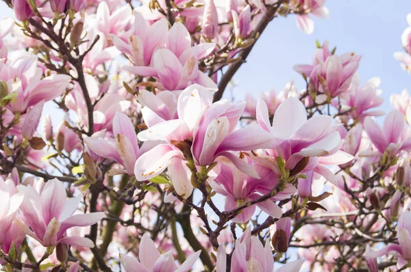 Manolya Çiçekleri Ağaçta Bahar Çiçekleri — Stok fotoğraf