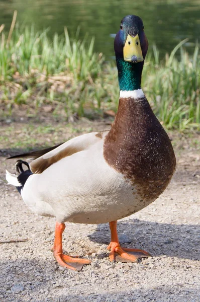 Ente Auf Dem See — Stockfoto