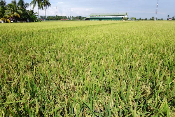 Campo Arroz Con Arroz Maduro Bajo Cielo Azul —  Fotos de Stock