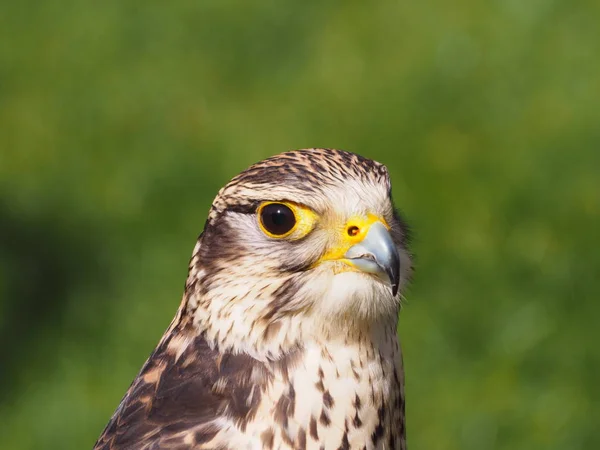 Bird Watching Uccello Carino Natura Selvaggia — Foto Stock
