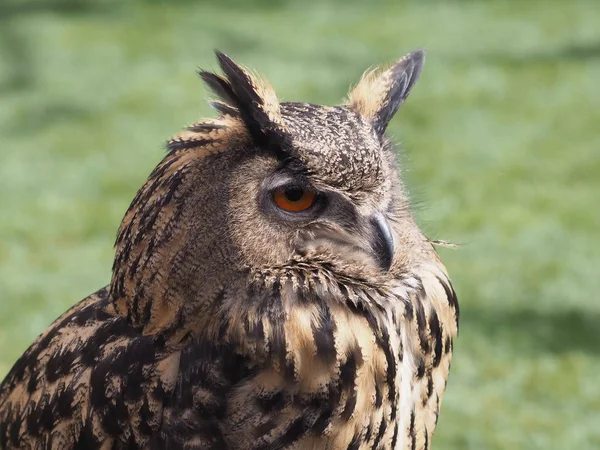 Reizen Verbazingwekkende Bergen — Stockfoto