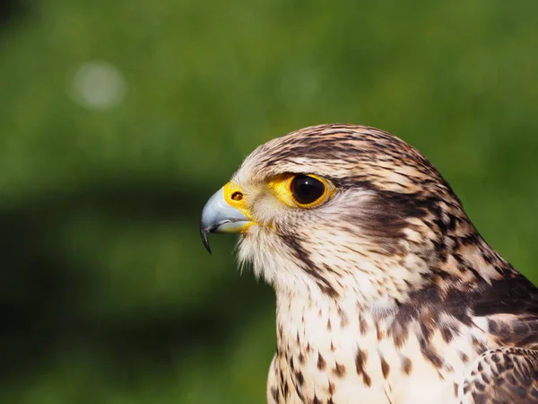 Zicht Prachtige Vogel Natuur — Stockfoto