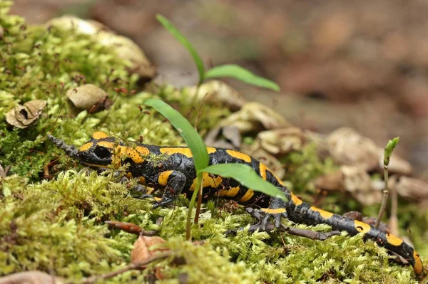 Salamandra Fuoco Nel Parco Nazionale Kellerwald — Foto Stock