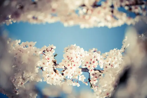 Színes Kép Egy Tavaszi Virágok Virágzó — Stock Fotó
