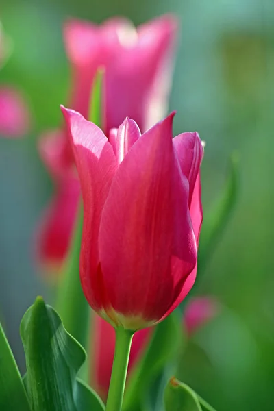 Belle Vue Sur Les Fleurs Tulipes Naturelles — Photo