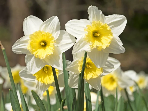 Narcisi Narciso Fiore Primaverile — Foto Stock