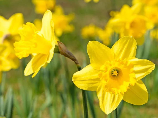 Jonquilles Narcisse Printemps Fleur — Photo