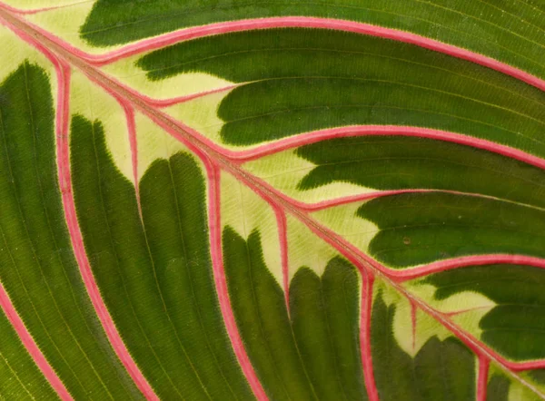 Planta Ornamental Multicolor Maranta Leuconeura —  Fotos de Stock