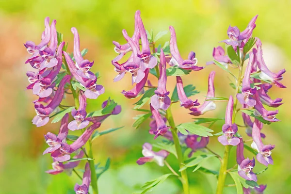 Fumewort Года Corydalis Solida — стоковое фото