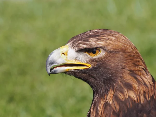Vista Panorámica Del Majestuoso Águila Real Naturaleza Salvaje —  Fotos de Stock