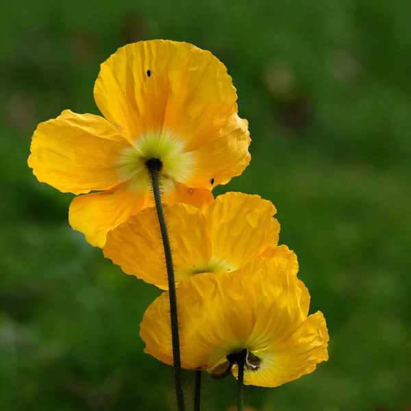 Piękne Kwiaty Koncepcja Kwiatowa Tło Natury — Zdjęcie stockowe