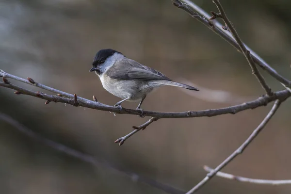 Swamp Tit Sizzling Branch — Photo