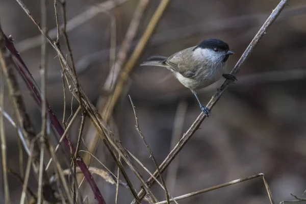 Swamp Tit Sizzling Branch — Φωτογραφία Αρχείου