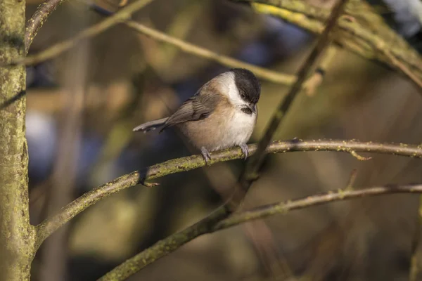 Swamp Tit Sizzling Branch — Φωτογραφία Αρχείου