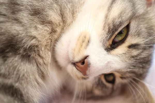 Lindo Felino Esponjoso Con Grandes Ojos —  Fotos de Stock