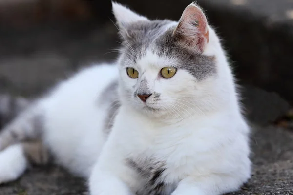 Schattig Pluizig Kat Met Grote Ogen — Stockfoto