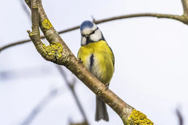 Blue Tit Looking Food — Stock Photo, Image