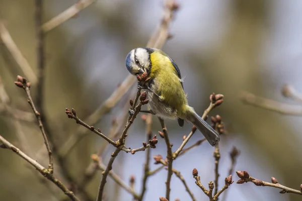 Scenic View Beautiful Blue Tit Nature — Fotografia de Stock