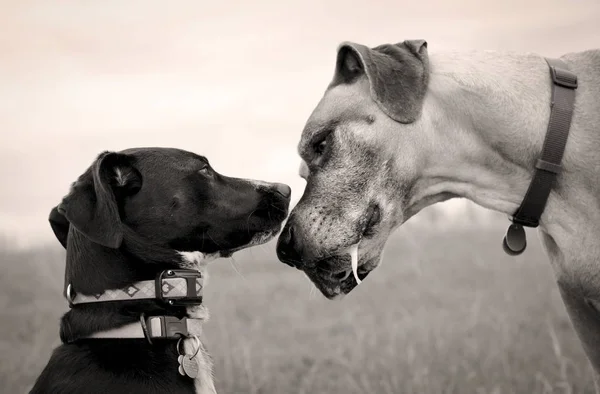 Great Dane and black dog greeting each other in sepia