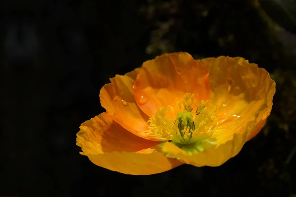 Primo Piano Fiore Fiorente Bellezza — Foto Stock