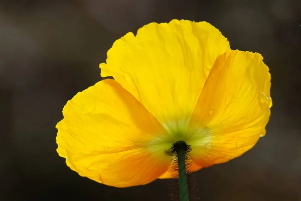 Летний Цветок Лепестки Мака Флора — стоковое фото