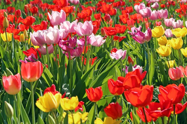 Okvětní Lístky Tulipánů Jarní Flóra — Stock fotografie