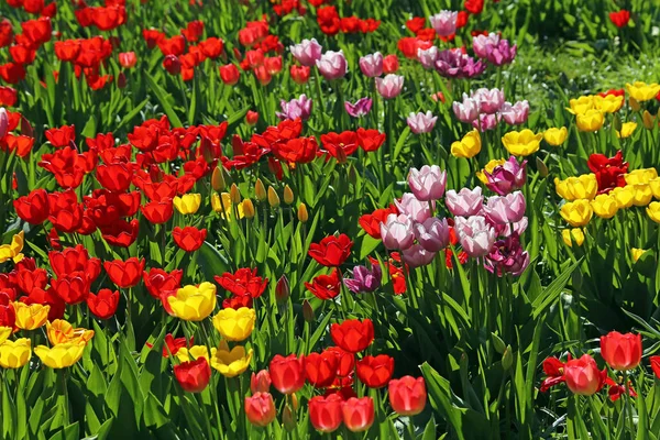 Schöne Frühlingstulpen Blumen Flora — Stockfoto