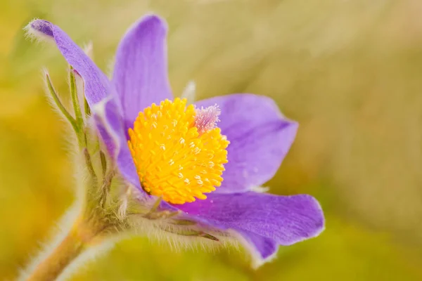 Bel Colpo Botanico Carta Parati Naturale — Foto Stock