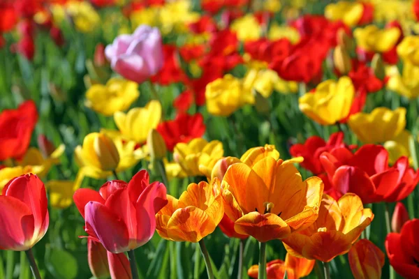 Celá Barva Tulipánů — Stock fotografie