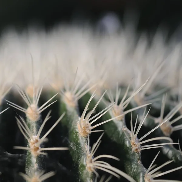 Kaktuspflanze Tropische Flora — Stockfoto