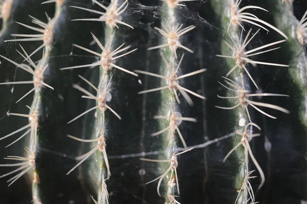 Planta Cactus Flora Tropical —  Fotos de Stock