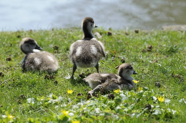 Vacker Utsikt Över Vacker Fågel Naturen — Stockfoto